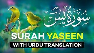 Surah Yasin ( Yaseen ) with Urdu Translation | Quran Tilawat Beautiful Voice | Hindi Tarjuma