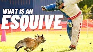 DECOY DODGING FULL SPEED ATTACK DOGS!! WHAT'S AN ESQUIVE?? ANDY KRUEGER // FRENCH RING