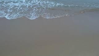 Crab playing surf on beach waves