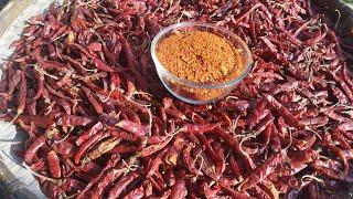 Harvesting Chilli/ Organic Chilli Powder/ Chilli Farm