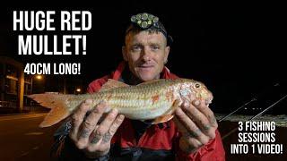 HUGE Red Mullet Caught While Fishing For Gilthead Bream - 3 Fishing Sessions In 1 Video - UK Fishing