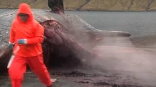 Exploding Whale in HD | Sperm Whale explodes! | Whale Explosion On VIDEO