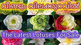 Tropical lotus tubers for sale @Petalssphere