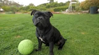 Lily The Staffordshire Bull Terrier