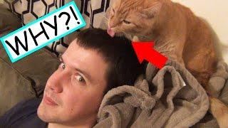 Why Does My Cat Lick Me?