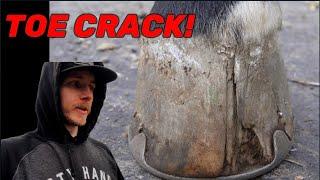 Shoeing Horse with Large Toe Crack!