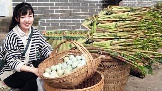 進城賣野菜最累的一天，50斤山野虎杖賣了這麼多，日子過得忙碌收穫滿滿！ 【燕麥行遊】