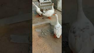 the #duck# and #Raj Hans#  duck.  and following️ and and Raj the #song# and #shorts# video