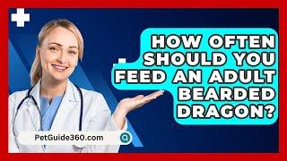 How Often Should You Feed An Adult Bearded Dragon? - PetGuide360.com