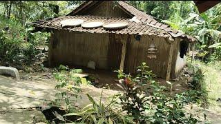 Besar Kenyal Lembut  isi nya  ....Asli Kampung  Suku Pedalaman Di Jawa Tengah 