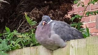 Wood pigeons