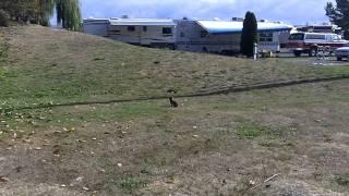 Rabbit at the Fidalgo Bay Campgrounds