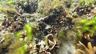 Snorkeling in Canigao Island Philippines #phillipines #snorkeling