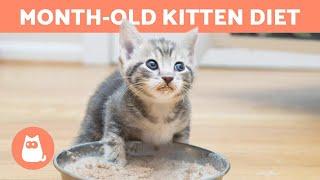 What to FEED a MONTH-OLD KITTEN?  (Feeding a Baby Cat)