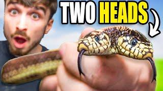 There is a Problem With Our 2 Headed Snake!