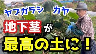 【登録者1万人記念③】畑の地下茎ゴミがフワッフワの自然堆肥に生まれ変わる方法。ヤブガラシ、カヤ対策。