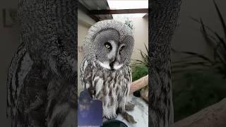 Majestic great gray Owl #owl #greatgrayowl #animals #birds #wildlife#owlers#shorts#viralshort