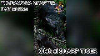 Gila‼TUMBANGNYA MONSTER BABI HUTAN OLEH SHARP TIGER