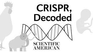 Decoded: What is CRISPR and how does it work?