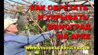 ОБРЕЗКА И УКРЫТИЕ ВИНОГРАДА НА АРКЕ (ПЕРГОЛЕ) www.vinograd-kriulya.com