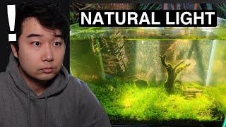 ABANDONED Fish Tank THRIVING in NATURAL SUNLIGHT | Fish Tank Review 289