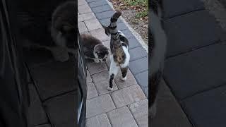 all good stuff #cats #kitty #kettens #catsvsdogs #catsvideo    #catlover #catlovers