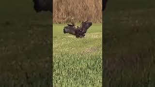 This bunny is outmaneuvering a hawk.