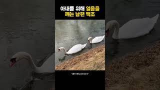 아내를 위해 얼음을 깨는 남편 백조
