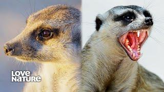 Meerkats Can be Menacing When Provoked | Wildlife Icons 104