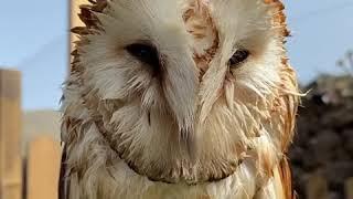 Sonido Lechuza Blanca ( Tyto alba )