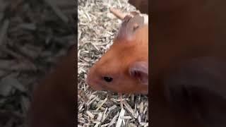 So cute zizi 
