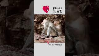 Family Time... | Bonnet Macaque Monkeys