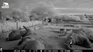 Sleepy Evenings at the Elephant Homestead with Lundi, Mambo and Jabulani 