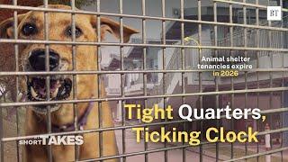 Animal shelters in Singapore grapple with possible relocation and lack of land