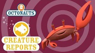 Octonauts: Creature Reports - Fiddler Crab