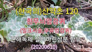 #(한국의)산약초 120.흰무늬엉겅퀴(밀크시슬,우유엉겅퀴) 독성을 제거해 간기능을 회복시켜주는 실리마린 성분을 함유한 엉겅퀴의 한 종류