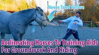 Starting Acclimation For Horses To Training Aids For Groundwork And Riding