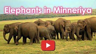 Explore Sri Lanka ~ The Largest Gathering of Asian Elephants ~ Minneriya Elephant Gathering