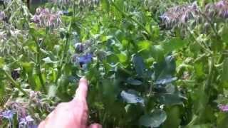 Succession towards a Food Forest