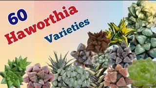 60 Haworthia varieties ||Haworthia varieties with names.