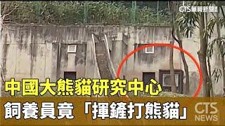 中國大熊貓研究中心　飼養員竟「揮鏟打熊貓」｜華視新聞 20240319