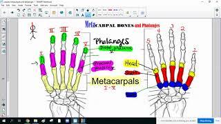 Metacarpals and Phalanges