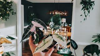 Rare Variegated Plant Unboxing. Variegated Bambino. Variegated Dragon Scale. Plant Mail. Plant Unbox