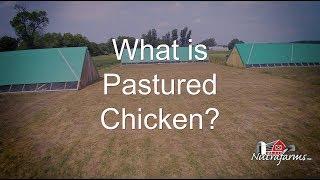 What Is Pasture Raised Chicken? - Nutrafarms