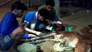 Kl durghtna me ghayl hui go mata ka kiya upchar v opresn go rksha dl nawa ke jvan