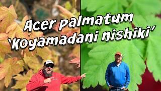 Japanese Maple Acer palmatum 'Koyamadani nishiki' | MrMaple Show