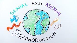 Types of Reproduction: Sexual versus Asexual Reproduction - iBiology & Youreka Science