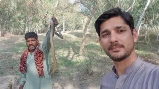 Black Cobra Snake Catching in the forest on the Complaint of Farmers