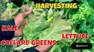 HARVESTING Greens Kale and Lettuce from the Fall Garden 🪴 | HELPED my IRON level