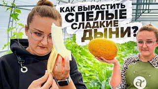 СЛАДКИЕ ДЫНИ. КАК ВЫРАСТИТЬ?